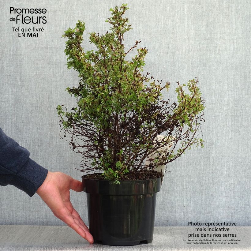 Spécimen de Potentille arbustive Kobold Pot de 3L/4L tel que livré au printemps