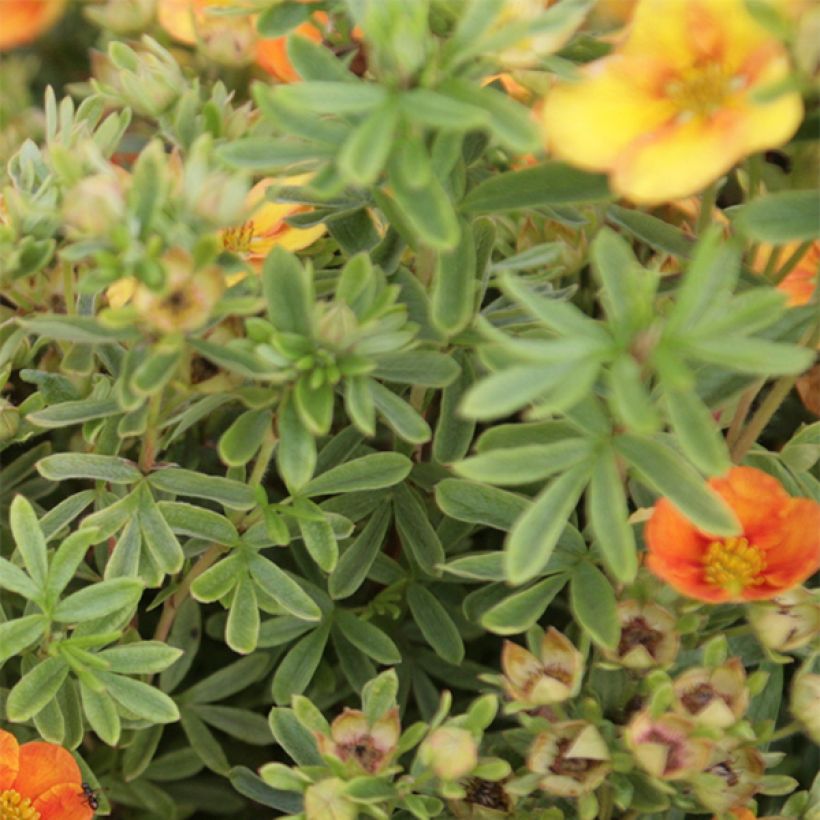 Potentilla fruticosa Mango Tango- Potentille arbustive (Feuillage)