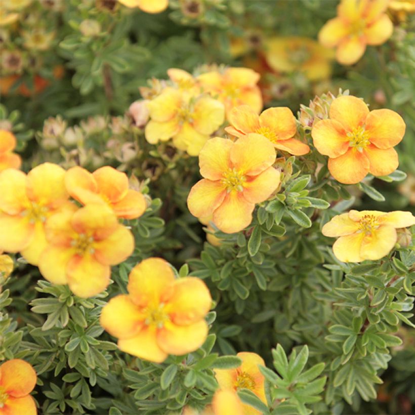 Potentilla fruticosa Mango Tango- Potentille arbustive (Floraison)