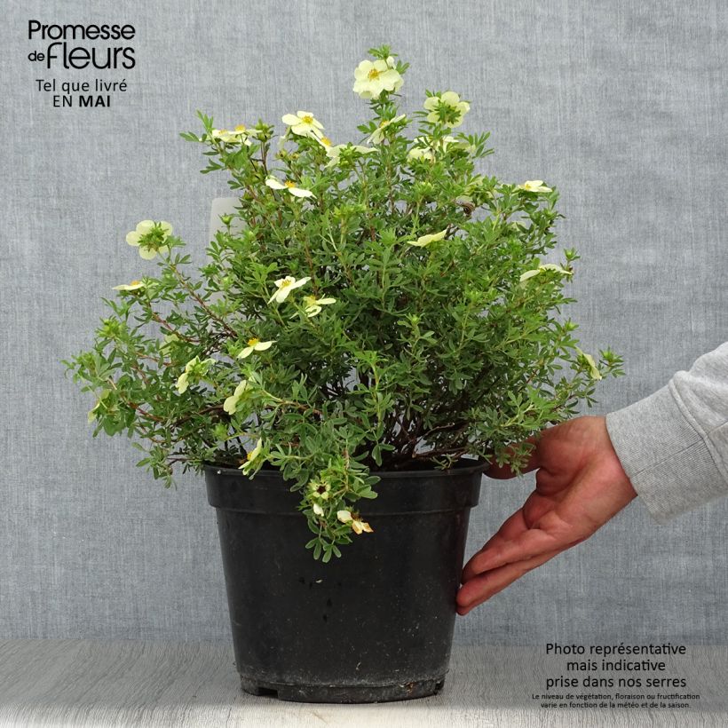 Spécimen de Potentille arbustive - Potentilla fruticosa Creamissima tel que livré au printemps