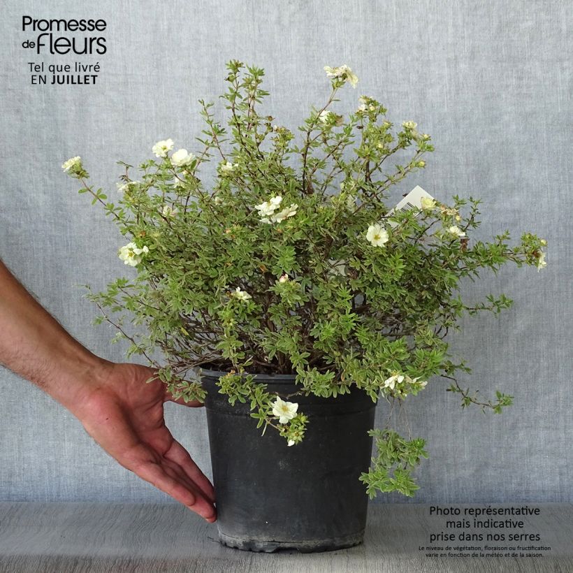 Spécimen de Potentille arbustive - Potentilla fruticosa Double Punch Cream Pot de 3L/4L tel que livré en été