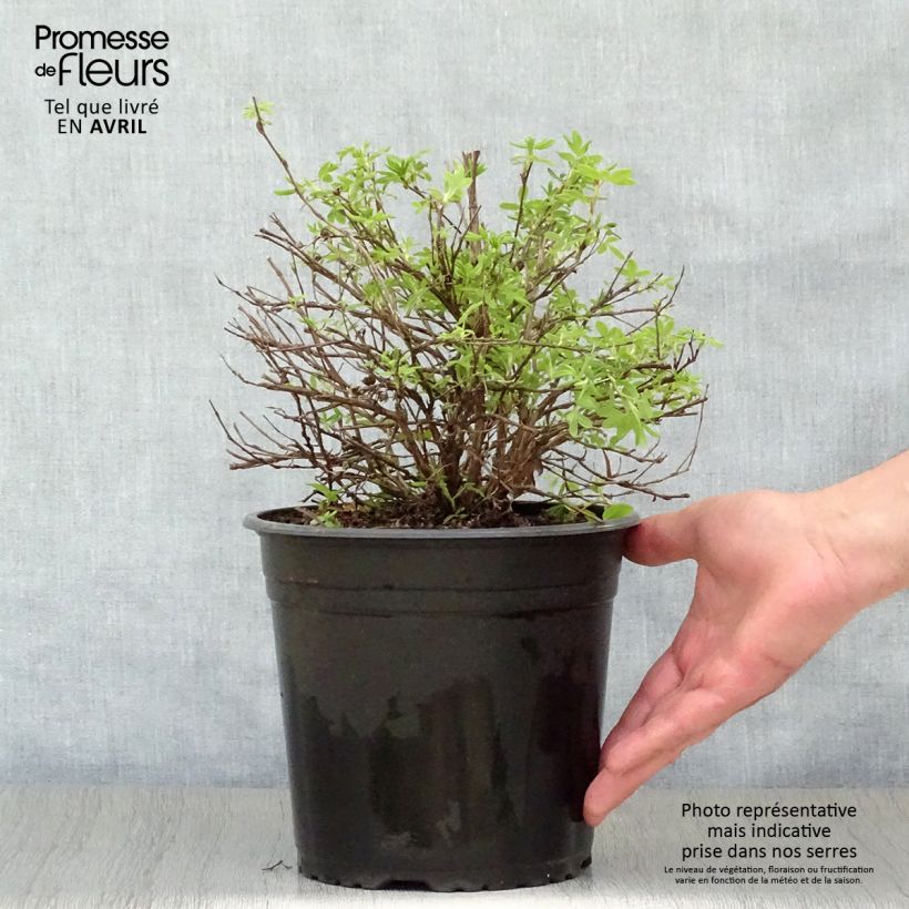 Spécimen de Potentille arbustive - Potentilla fruticosa Double Punch Cream tel que livré au printemps