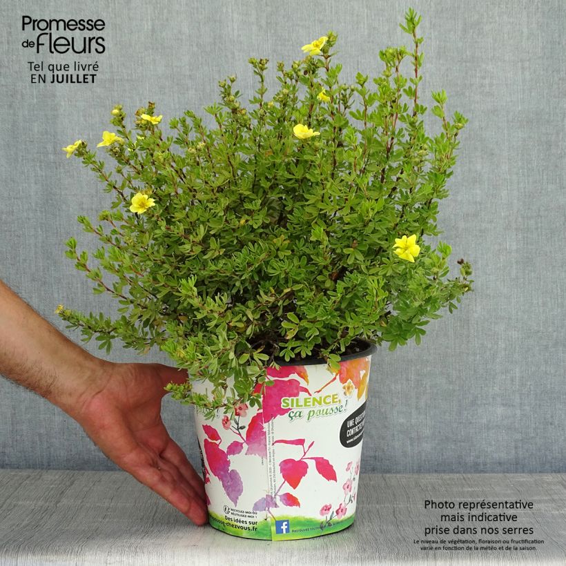 Spécimen de Potentille arbustive - Potentilla fruticosa Double Punch Gold Pot de 3L/4L tel que livré en été