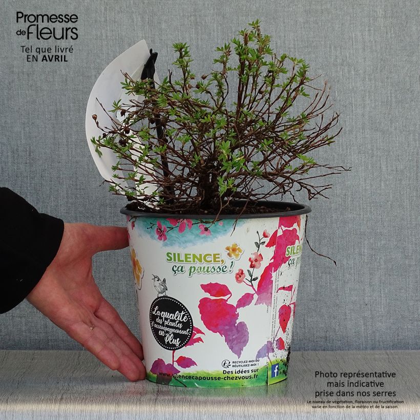 Spécimen de Potentille arbustive - Potentilla fruticosa Double Punch Gold tel que livré au printemps