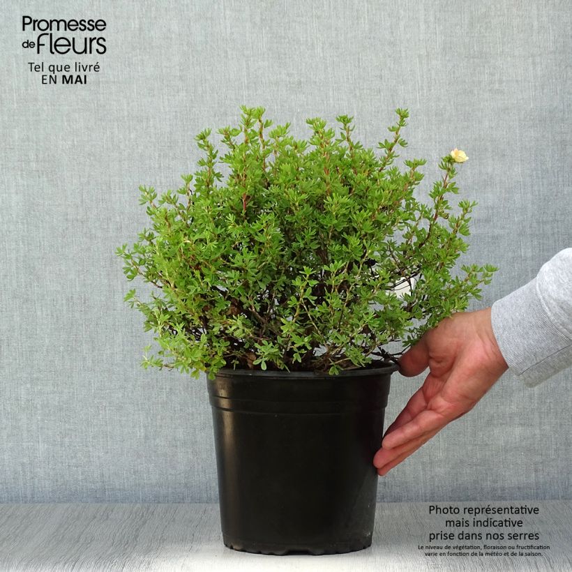Spécimen de Potentille arbustive - Potentilla fruticosa Double Punch Peach Pot de 4L/5L tel que livré au printemps