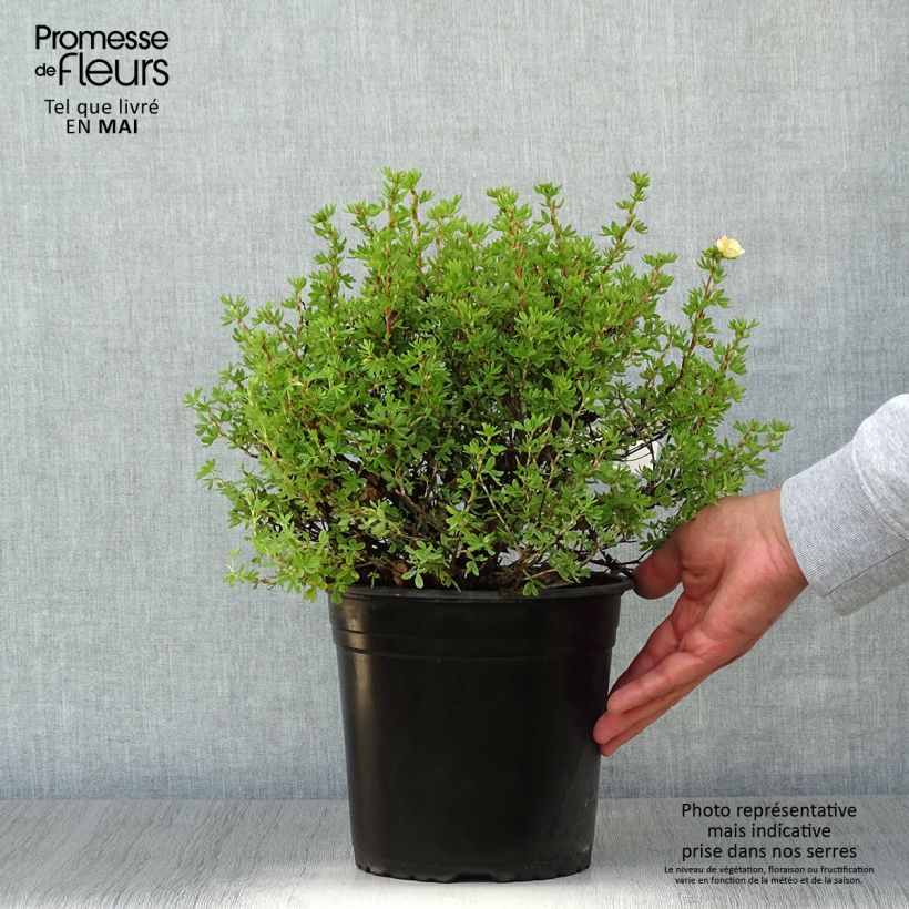 Spécimen de Potentille arbustive - Potentilla fruticosa Double Punch Peach tel que livré au printemps