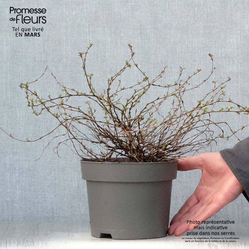 Spécimen de Potentille arbustive - Potentilla fruticosa Elisabeth tel que livré au printemps