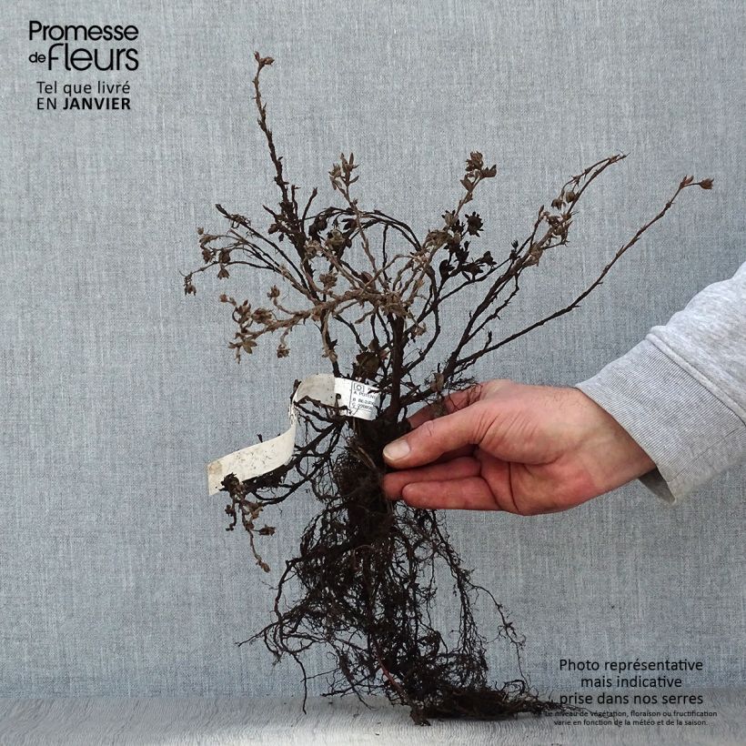 Spécimen de Potentille arbustive - Potentilla fruticosa Elisabeth en racines nues tel que livré en hiver