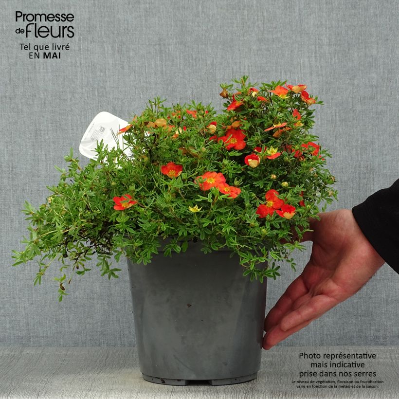 Spécimen de Potentille arbustive - Potentilla fruticosa Red Joker tel que livré au printemps