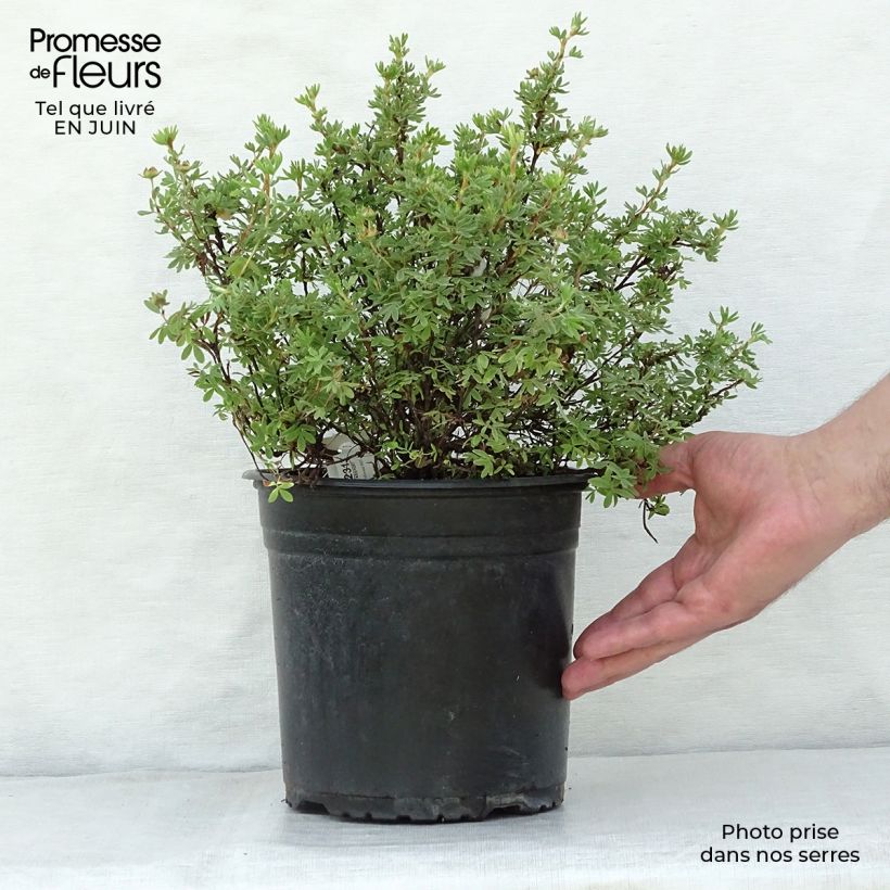 Spécimen de Potentille arbustive - Potentilla fruticosa Red'issima Pot de 4L/5L tel que livré en été