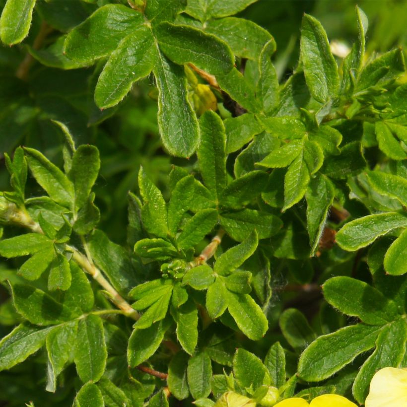 Potentilla fruticosa Sommerflor- Potentille arbustive (Feuillage)