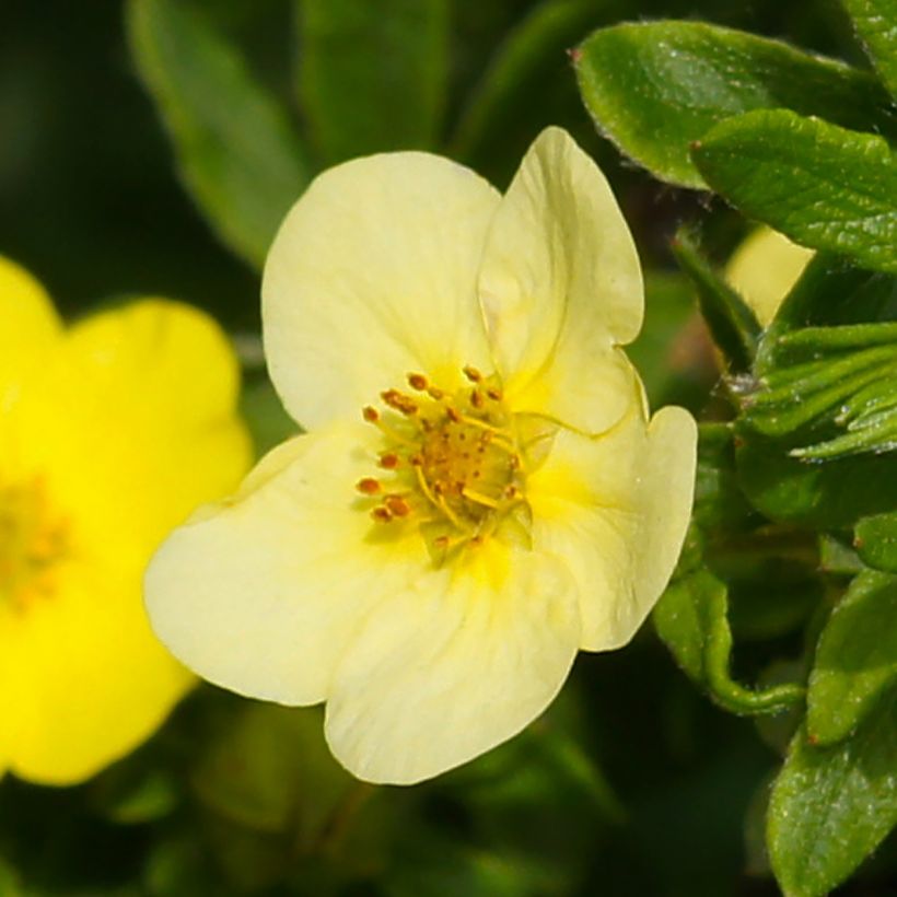 Potentilla fruticosa Sommerflor- Potentille arbustive (Floraison)