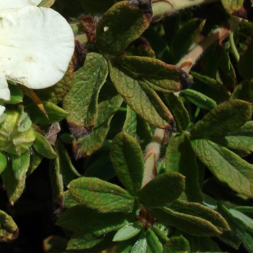 Potentilla fruticosa Tilford Cream- Potentille arbustive (Feuillage)