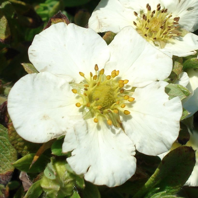 Potentilla fruticosa Tilford Cream- Potentille arbustive (Floraison)