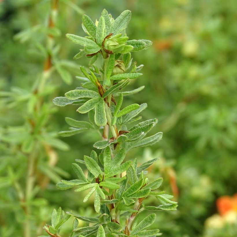Potentilla fruticosa Orangissima - Potentille arbustive (Feuillage)