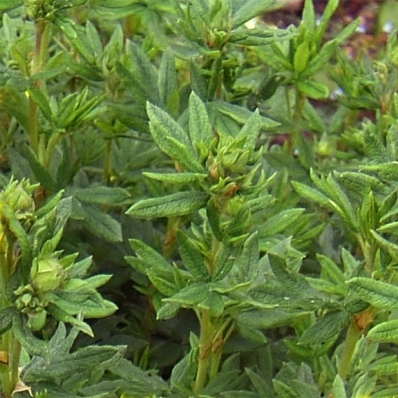 Potentille arbustive Red Lady (Feuillage)