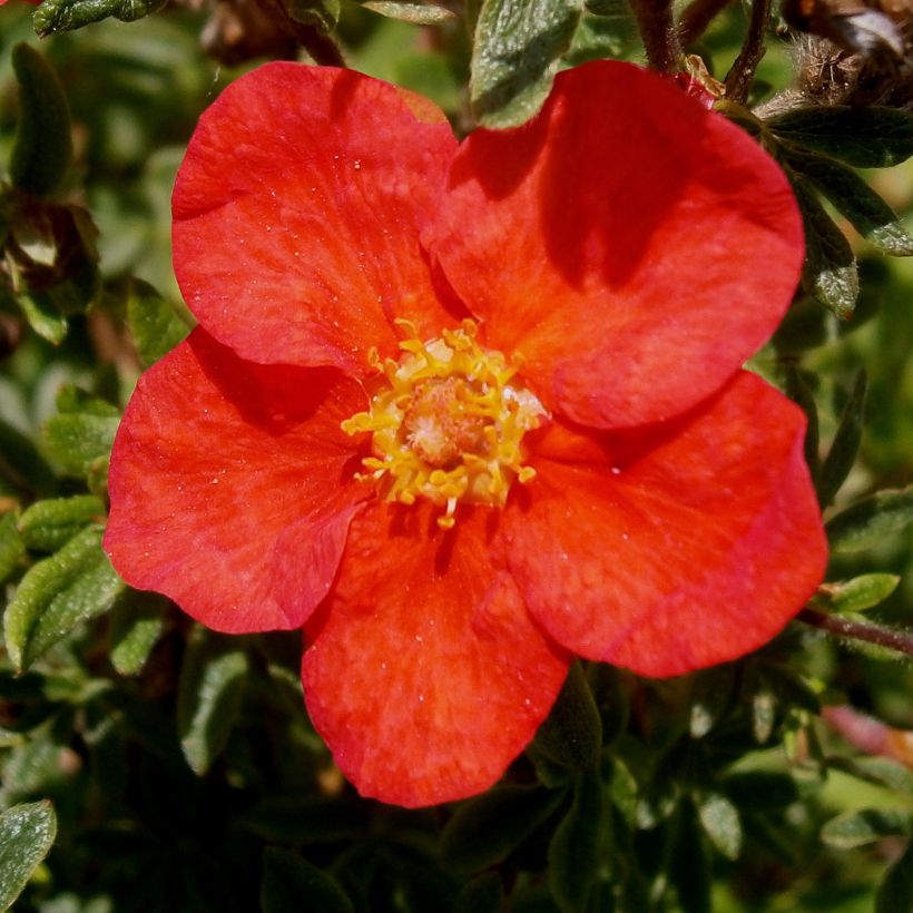 Potentille arbustive Red Lady (Floraison)