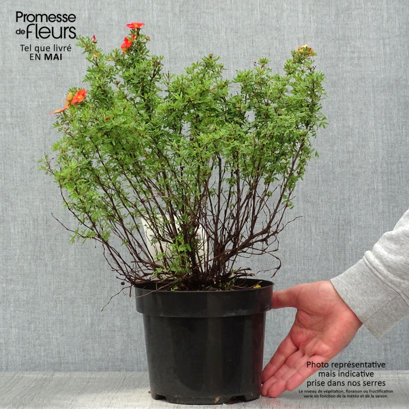 Spécimen de Potentille arbustive Red Lady Pot de 2L/3L tel que livré au printemps