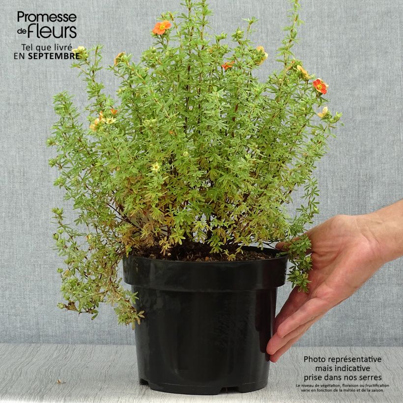 Spécimen de Potentilla fruticosa Orangissima - Potentille arbustive tel que livré en automne