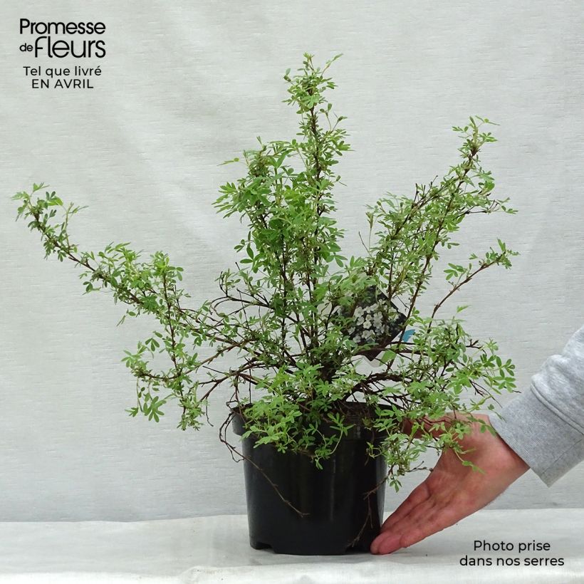 Spécimen de Potentilla fruticosa Abbotswood- Potentille arbustive tel que livré au printemps