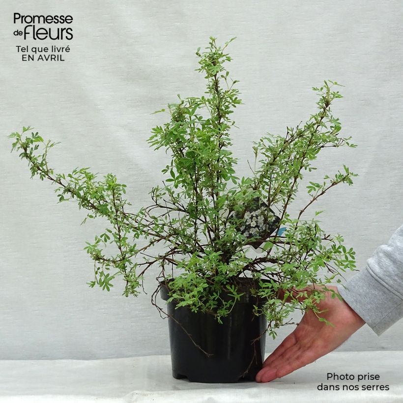 Spécimen de Potentilla fruticosa Abbotswood- Potentille arbustive Pot de 2L/3LHauteur livrée env. 40cm tel que livré au printemps