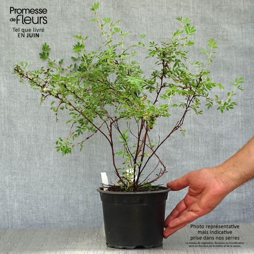 Spécimen de Potentilla fruticosa Abbotswood- Potentille arbustive Pot de 2L/3L tel que livré en été