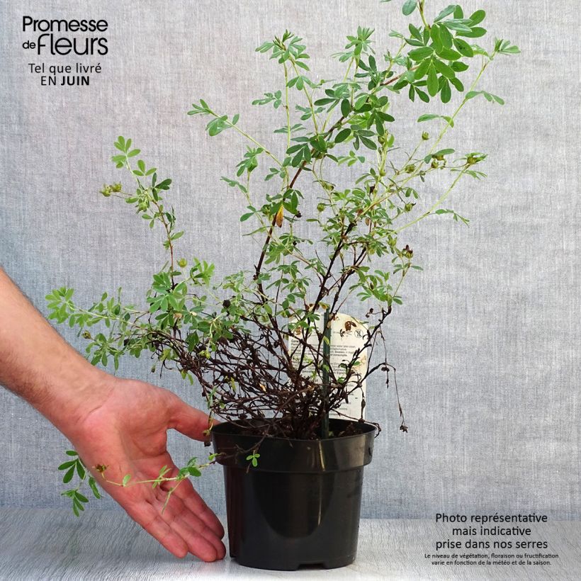Spécimen de Potentilla fruticosa Abbotswood- Potentille arbustive Pot de 1L/1,5L tel que livré en été