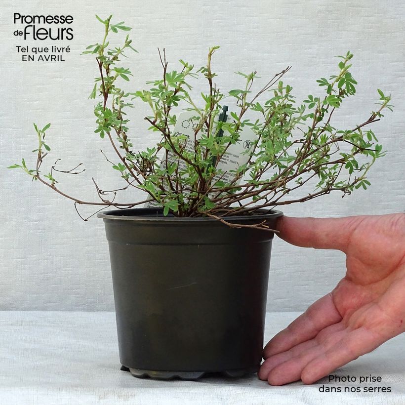 Spécimen de Potentilla fruticosa Abbotswood- Potentille arbustive tel que livré au printemps