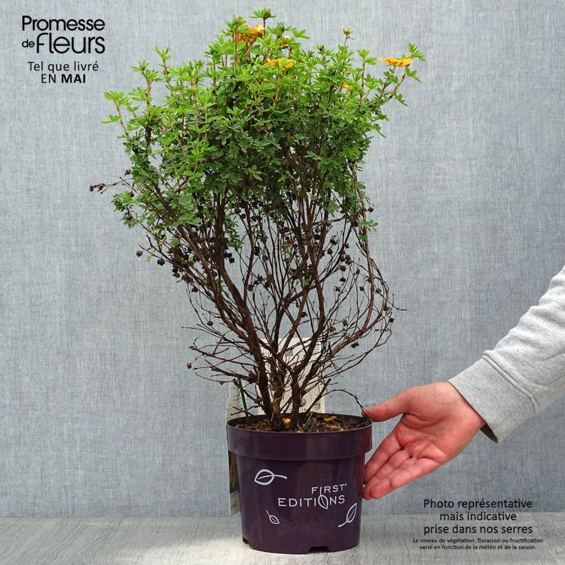 Spécimen de Potentilla fruticosa Mandarin Tango - Potentille arbustive Pot de 2L/3LHauteur livrée env. 30/40cm tel que livré au printemps