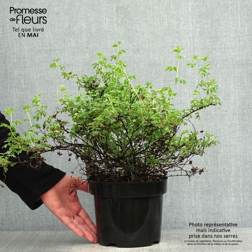 Spécimen de Potentilla fruticosa Medicine Wheel Mountain - Potentille arbustive tel que livré au printemps