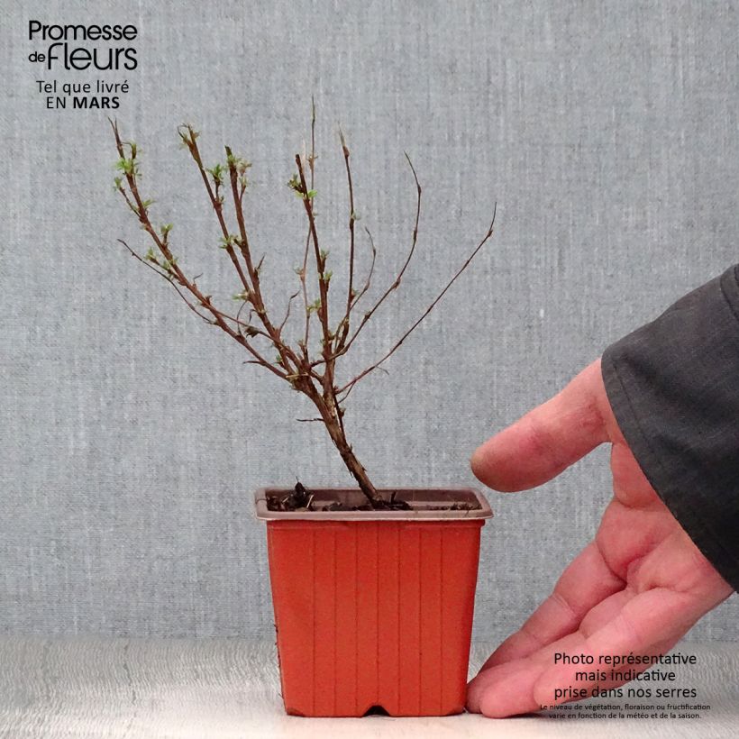 Spécimen de Potentilla fruticosa Pink Paradise - Potentille arbustive tel que livré en printemps