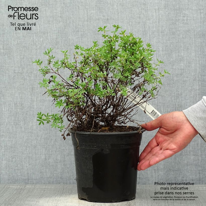 Spécimen de Potentilla fruticosa Solar'issima - Potentille arbustive Pot de 4L/5LHauteur livrée env. 30cm tel que livré au printemps