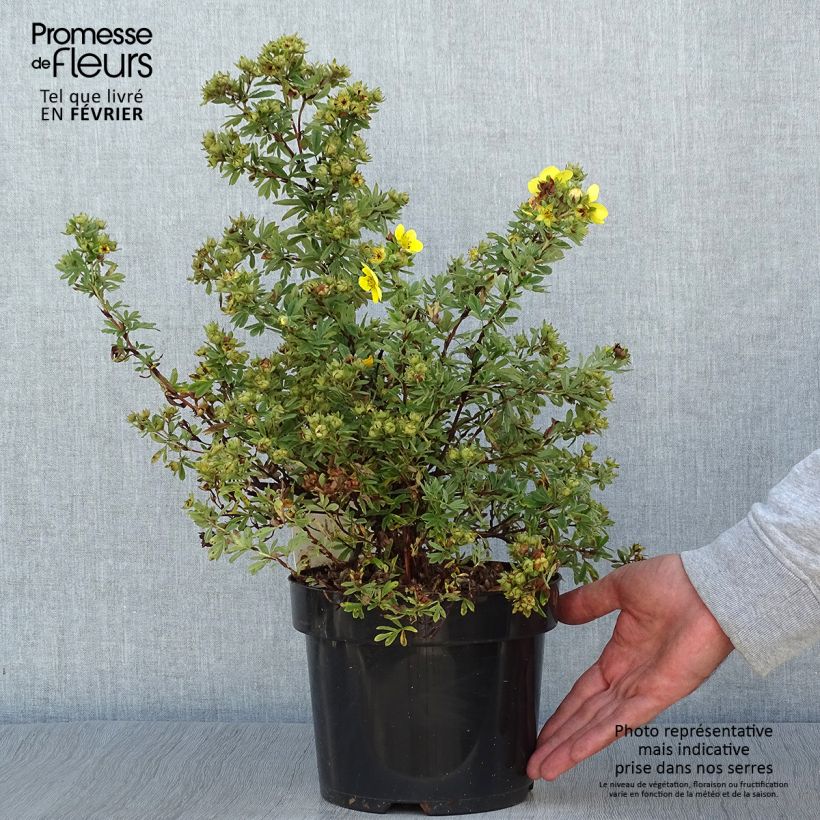 Spécimen de Potentilla fruticosa Sommerflor- Potentille arbustive Pot de 2L/3L tel que livré en automne