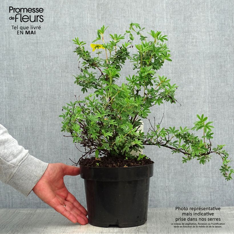 Spécimen de Potentilla fruticosa Sommerflor- Potentille arbustive tel que livré au printemps