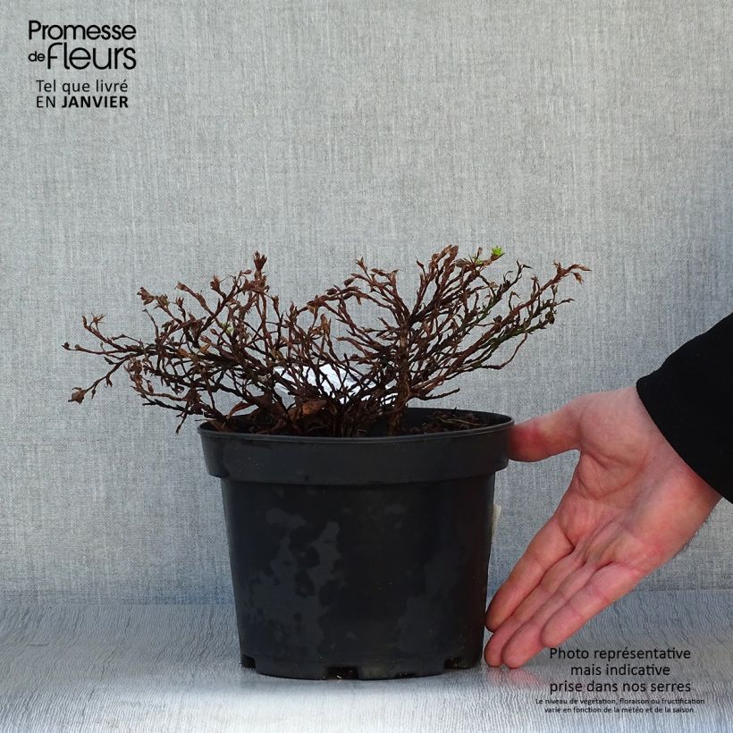 Spécimen de Potentilla fruticosa Tilford Cream- Potentille arbustive tel que livré en hiver
