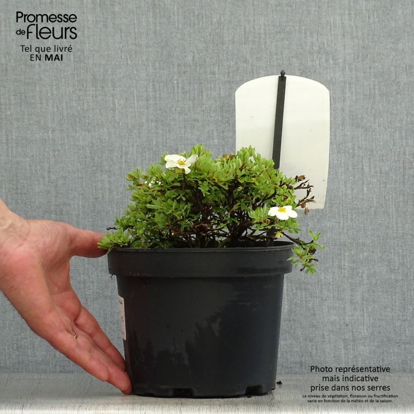 Spécimen de Potentilla fruticosa Tilford Cream- Potentille arbustive Pot de 2L/3LHauteur livrée env. 15/20cm tel que livré au printemps
