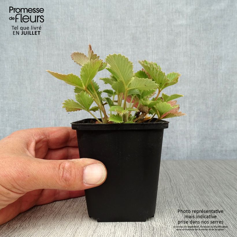 Spécimen de Potentille sanguine - Potentilla atrosanguinea Godet de 8/9 cm tel que livré en été