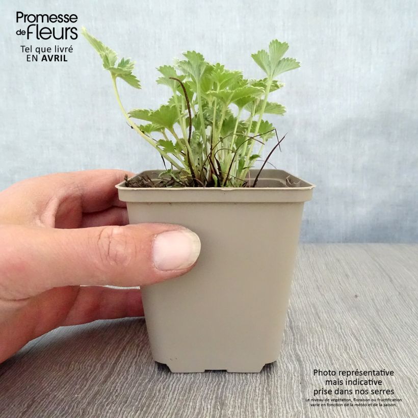 Spécimen de Potentille sanguine - Potentilla atrosanguinea Godet de 8/9 cm tel que livré au printemps