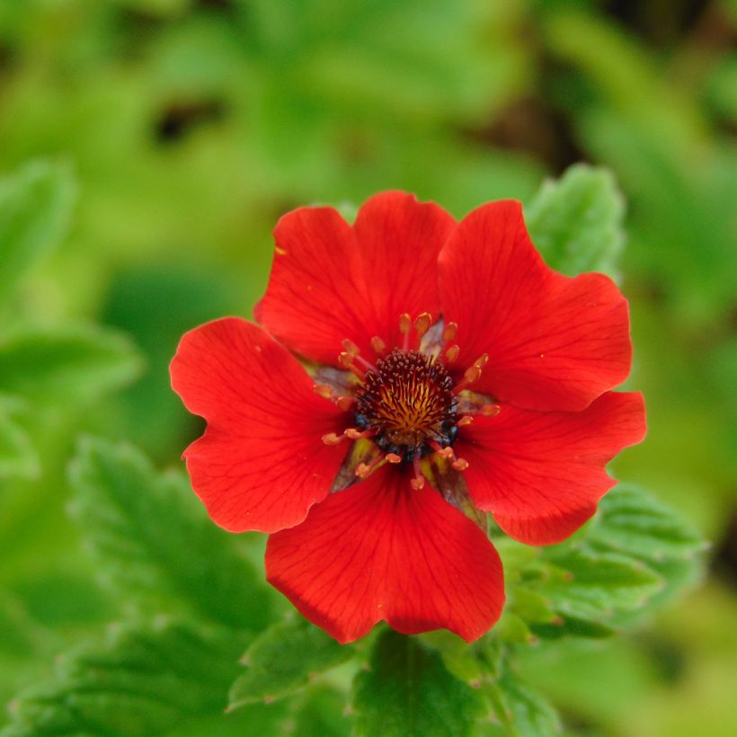 Potentille vivace - Potentilla Gibson s Scarlet (Floraison)