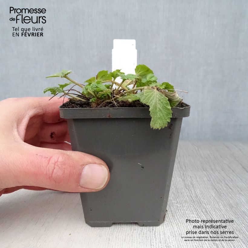 Spécimen de Potentille vivace - Potentilla Gibson s Scarlet tel que livré en hiver