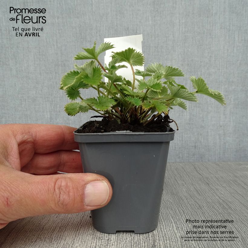 Spécimen de Potentille vivace - Potentilla Gibson s Scarlet Godet de 9cm tel que livré au printemps