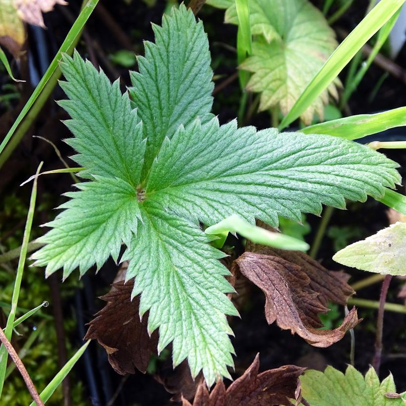 Potentille vivace - Potentilla William Rollisson (Feuillage)