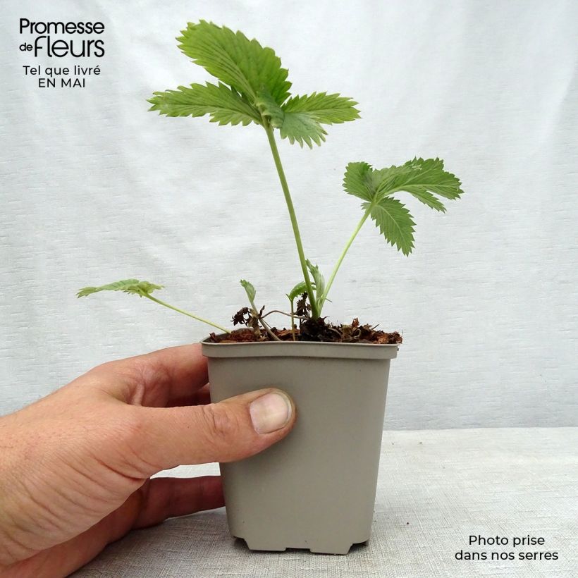Spécimen de Potentille vivace - Potentilla William Rollisson Godet de 9cm tel que livré au printemps