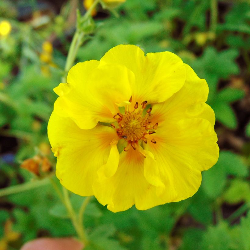 Potentille vivace - Potentilla Yellow Queen (Floraison)