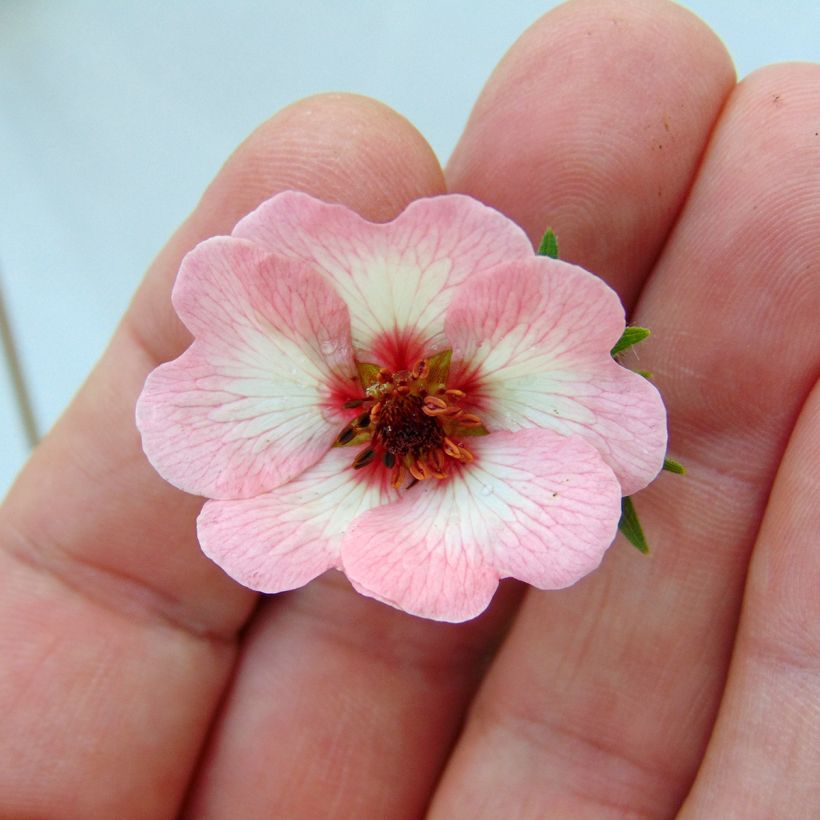 Potentille vivace - Potentilla hopwoodiana (Floraison)