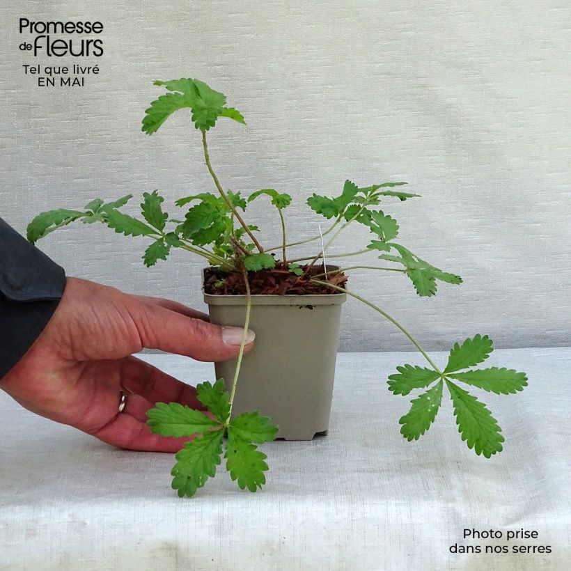 Spécimen de Potentille vivace - Potentilla hopwoodiana tel que livré au printemps