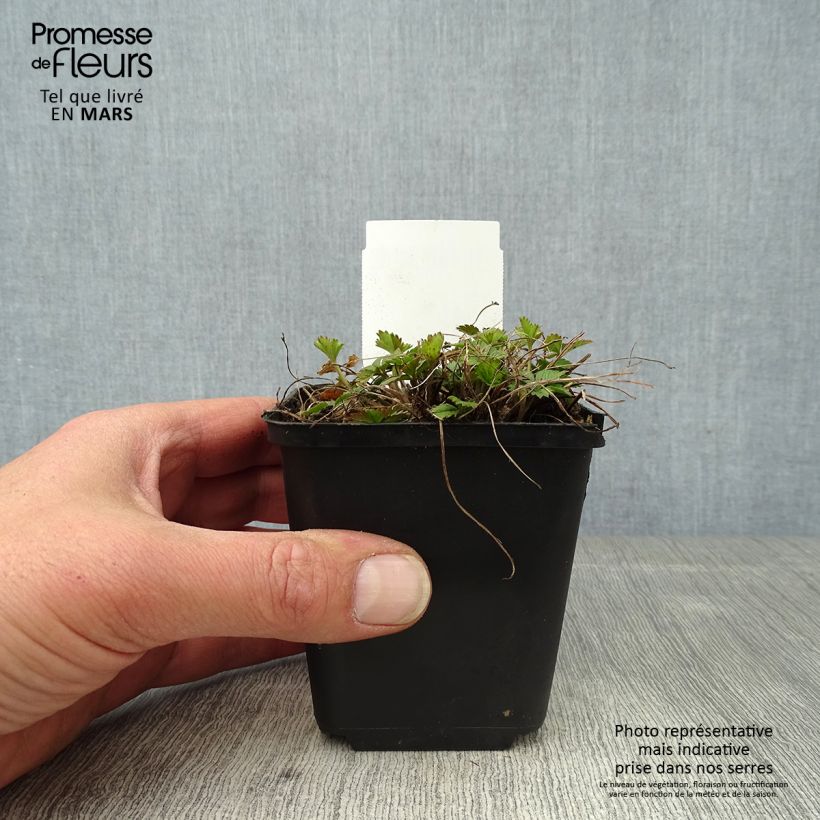 Spécimen de Potentille vivace - Potentilla tonguei  tel que livré au printemps