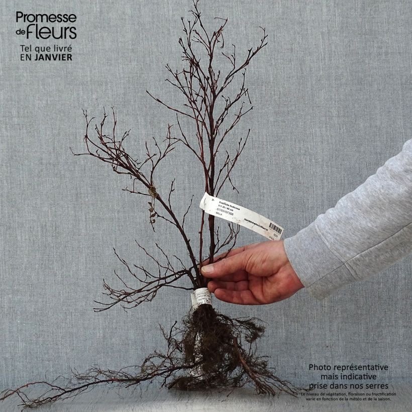Spécimen de Potentilla fruticosa - Potentille arbustive Petites Racines nues, RamifiéHauteur livrée env. 30/40cm tel que livré en hiver