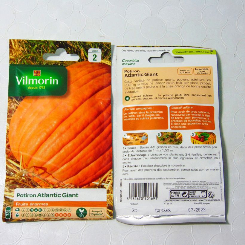 Exemple de spécimen de Potiron Atlantic Giant  - courge géante - Vilmorin Graines tel que livré
