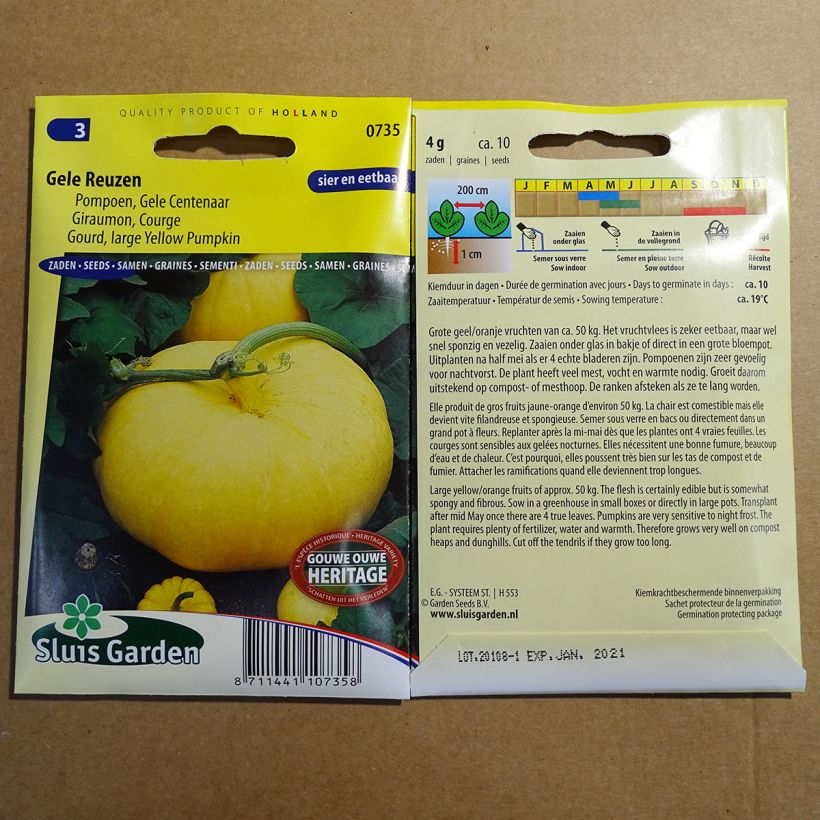 Exemple de spécimen de Potiron Giraumon Gele Reuzen - Cucurbita maxima Graines tel que livré